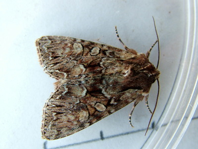 Dusky Brocade